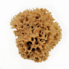 Néobulle natural Sponge Mediterranean Sea
