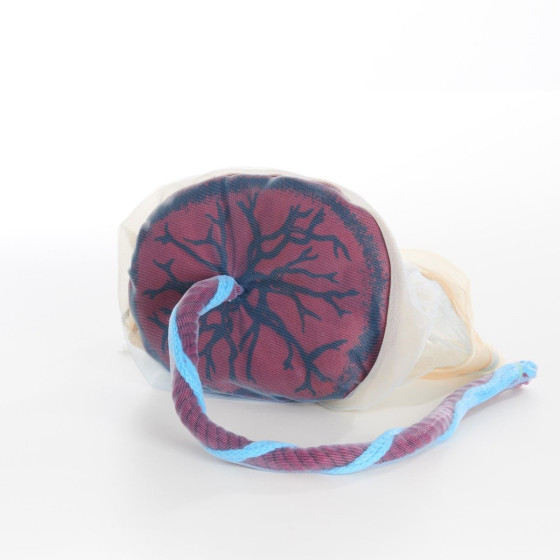 Placenta and Cord Model + Fetus Demonstration Doll 45cm 500g