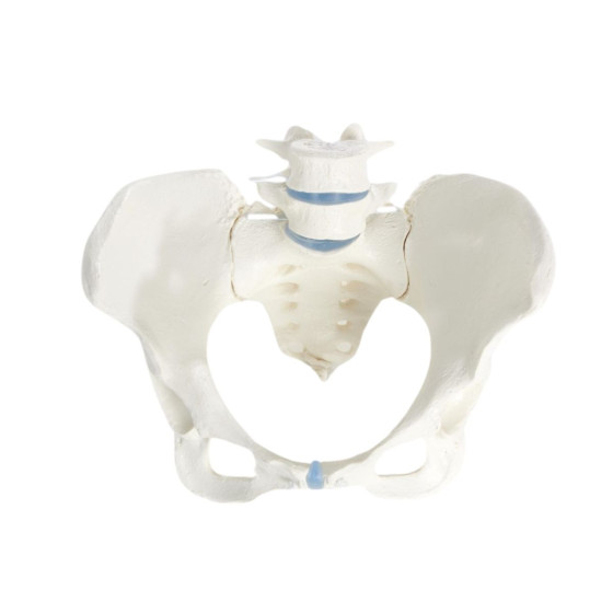 Imprint of a female adult pelvis