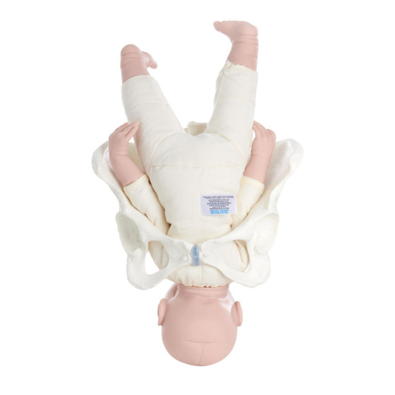 Pack of Female Pelvis + Placenta and Cord Model + Fetus Demonstration Doll 45cm 500g