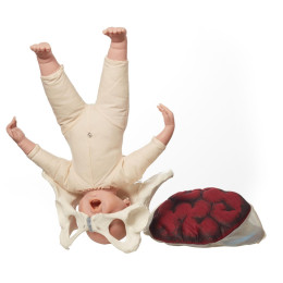 Pack of Female Pelvis + Placenta and Cord Model + Fetus Demonstration Doll 45cm 500g