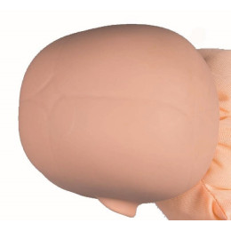 Female Pelvis with Fetus Doll and Placenta