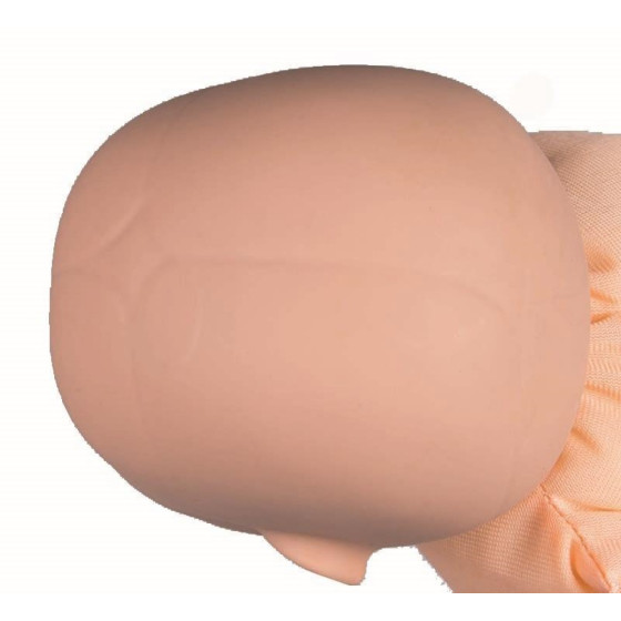 Female Pelvis with Fetus Doll and Placenta