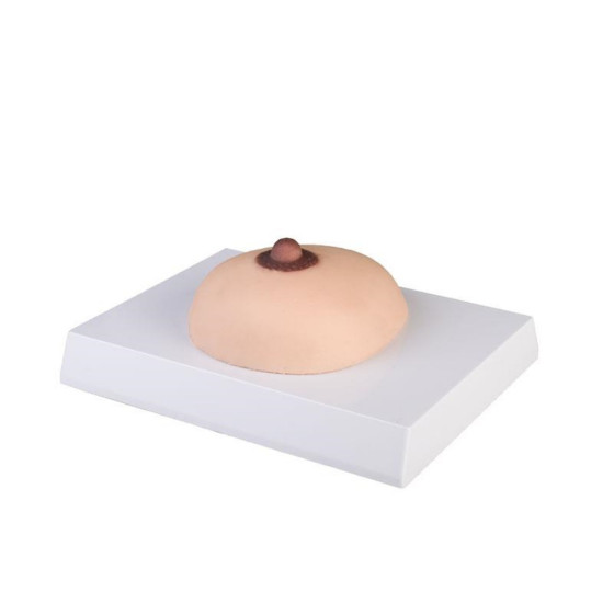 Female breast model for demonstration