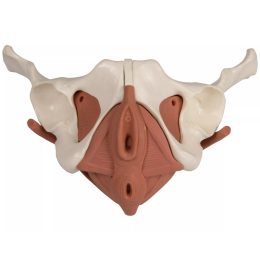 Female Pelvic Floor Model, 12 part, magnetic