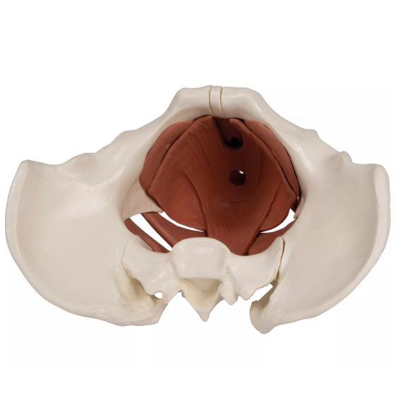 Female Pelvic Floor Model, 12 part, magnetic