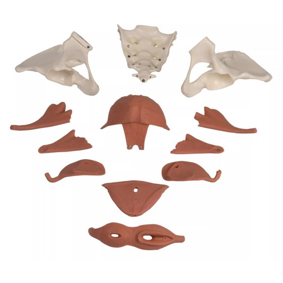 Modèle anatomique du bassin avec plancher pelvien du périnée féminin