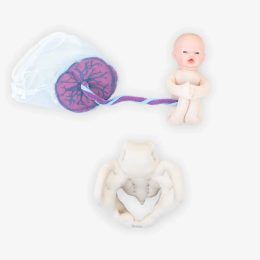 Labor and Delivery Demonstration Kit with Fetus, Placenta and Foam Pelvis