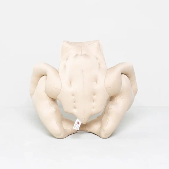 Kit de démonstration de naissance : Fœtus + Bassin féminin en mousse