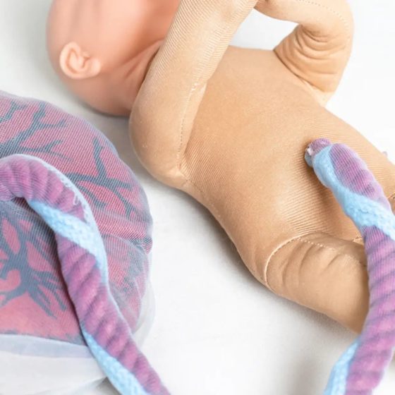 Kit de démonstration de naissance : Fœtus + Placenta + Bassin en mousse