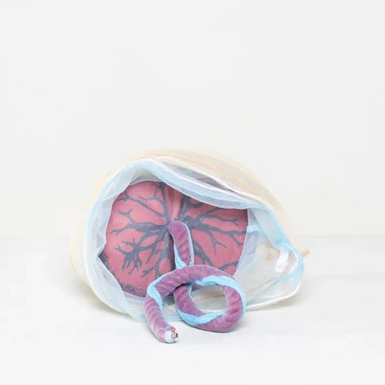 Kit de démonstration d'accouchement avec fœtus, placenta et bassin en mousse Fabriqué en Allemagne