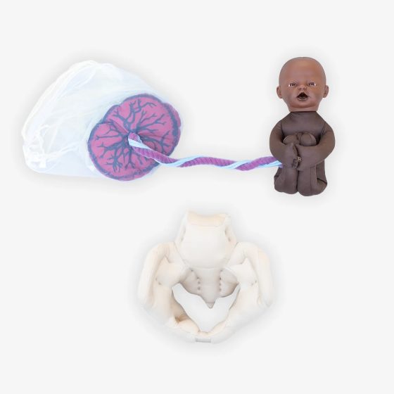 Kit de démonstration de naissance : Fœtus + Placenta + Bassin en mousse