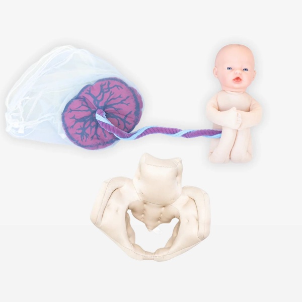 Kit de démonstration de naissance : Fœtus + Placenta + Bassin en mousse