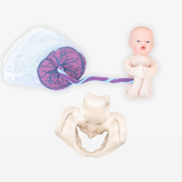 Kit de démonstration de naissance : Fœtus + Placenta + Bassin en mousse