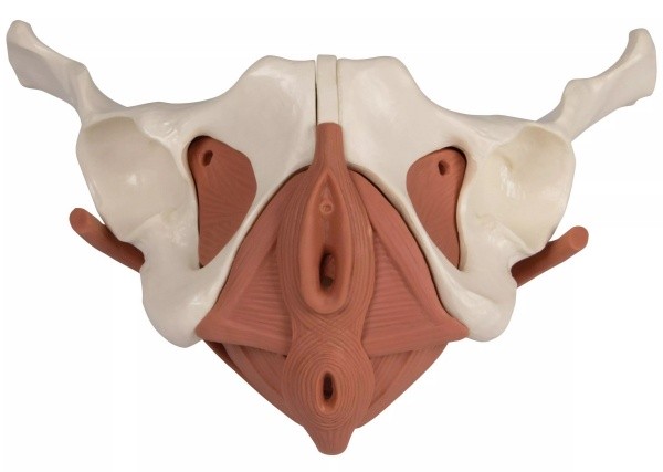 Modèle anatomique du bassin avec plancher pelvien du périnée féminin