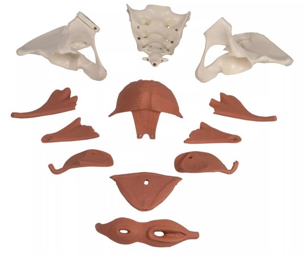 Modèle anatomique du bassin avec plancher pelvien du périnée féminin