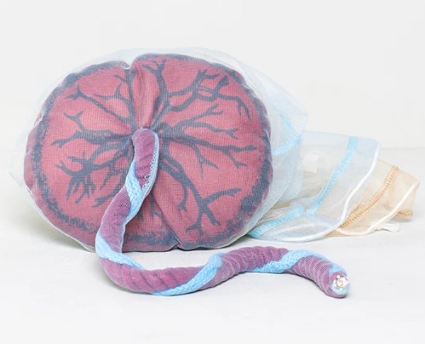 Placenta et cordon ombilical de démonstration pour sages-femmes